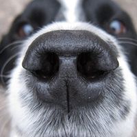 Gizzls CBD Balm for Boops, Skin & Paws